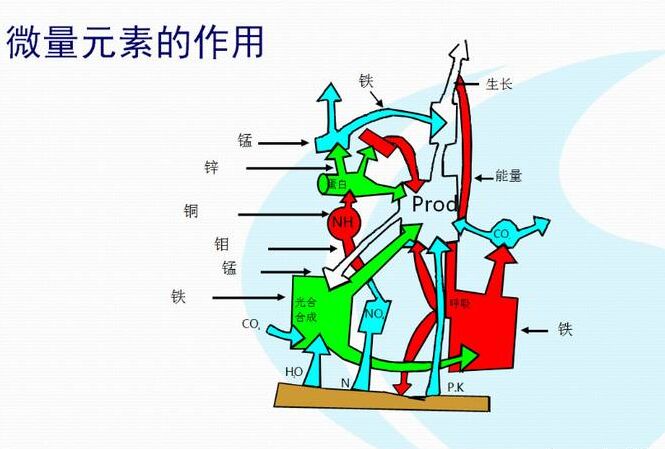 全自动一区二区三区国产传媒麻豆厂家分析体内微量元素的互相作用